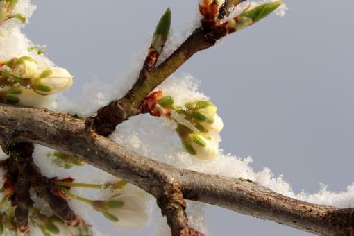 Free Stock Photo of Frost on Plum Tree
