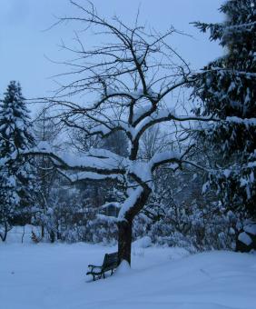 Winter Snow - Free Stock Photo