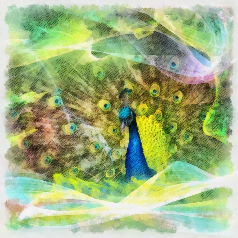 Free stock image of Peafowl Illustration created by Prawny