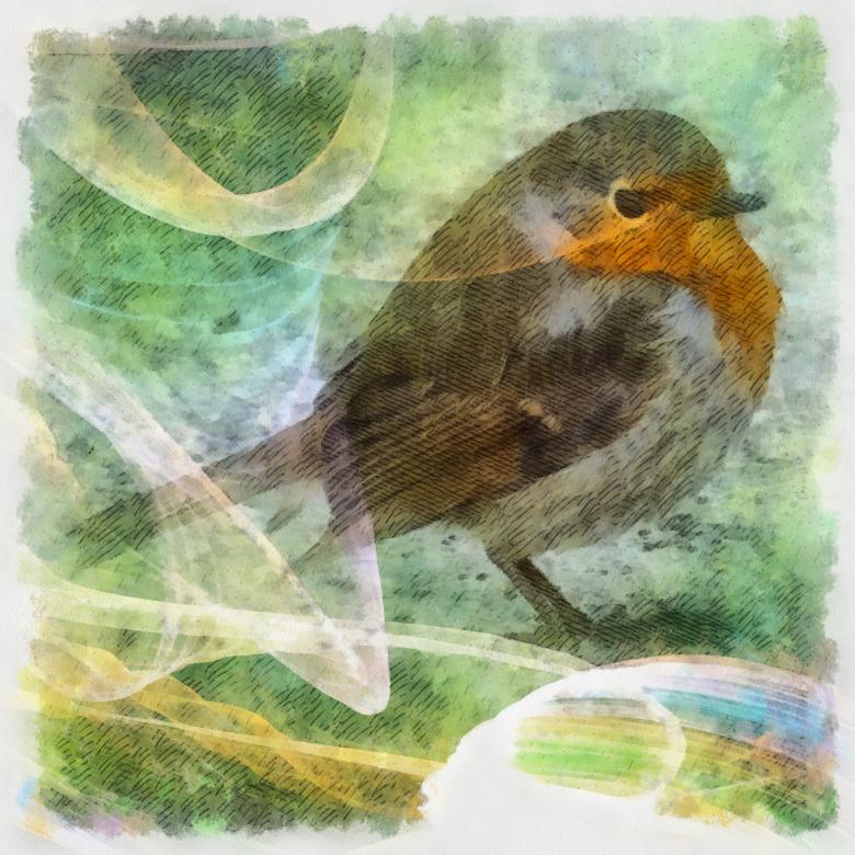 Free stock image of Robin Illustration created by Prawny