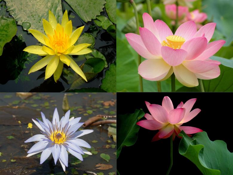 Free stock image of Lotus flowers created by chakomajaw