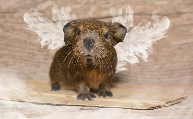 Free stock image of Guinea-Pig created by Pixabay