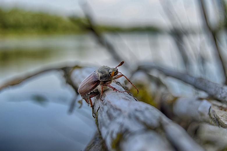 Free stock image of Cockchafer on the branch created by Ivan Shidlovski