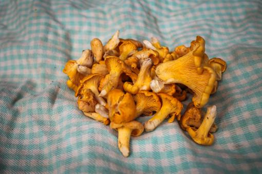 Freshly picked chanterelle mushrooms - Free Stock Photo