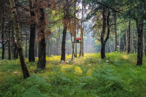 Red birdhouse in foggy, summer forest - Free Stock Photo