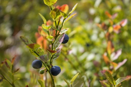 Blueberries growing in the forest - Free Stock Photo