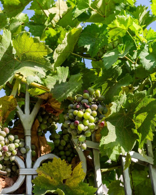 Free stock image of Grapes in the Garden created by Pixabay