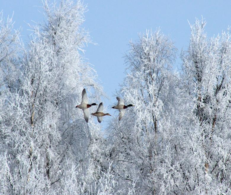 Free stock image of Ducks in Winter created by Pixabay