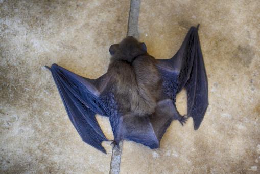 Bat Close up