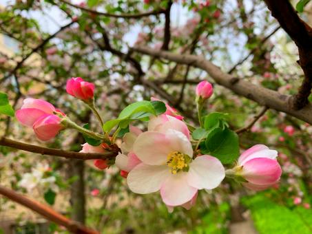 The first blooming begonia - Free Stock Photo