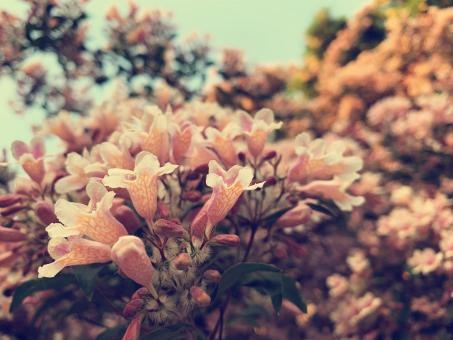 Sea of flowers - Free Stock Photo