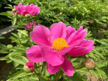 The most brilliant flower in the garden - Free Stock Photo