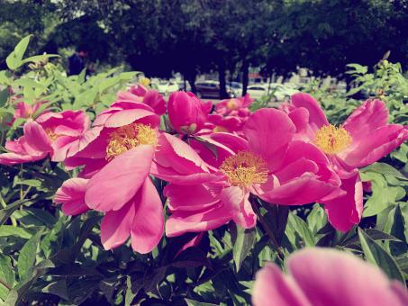 Beautiful blooming peonies - Free Stock Photo
