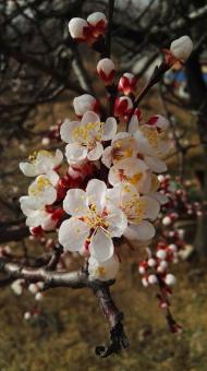 Flowers are like gauze - Free Stock Photo