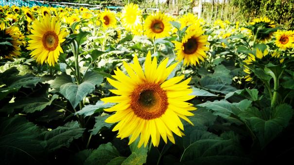 Sunflowers yearning for sunshine - Free Stock Photo