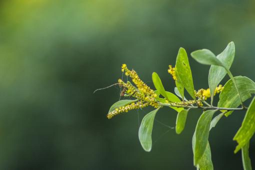 Yellow Tree Branch Closeup - Free Stock Photo