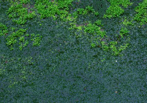 Green mossy surface - Free Stock Photo