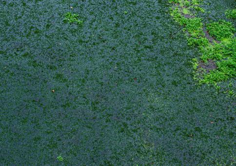 Mossy Green - Free Stock Photo