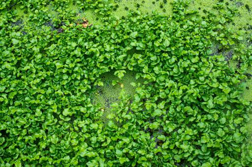 Green leaves texture - Free Stock Photo
