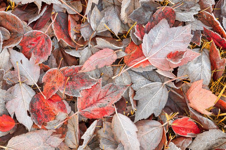 Free stock image of Frosted Autumn Leaves created by Nicolas Raymond