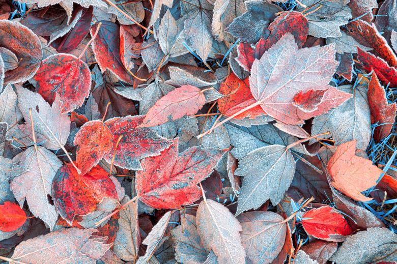 Free stock image of Frozen Autumn Leaves created by Nicolas Raymond