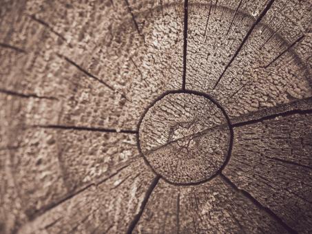 Grunge tree cracks - Free Stock Photo