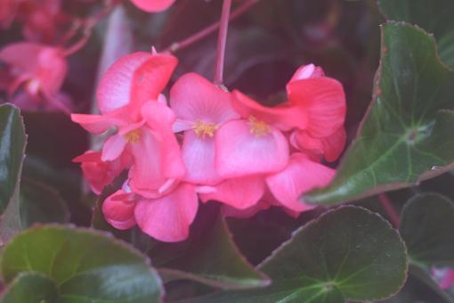 Pink Flower - Free Stock Photo