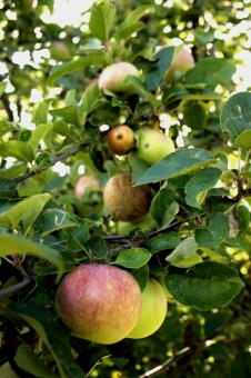 Free Stock Photo of Red apples