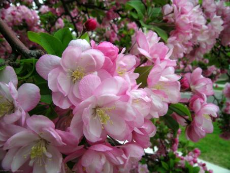 Free Stock Photo of Blooms