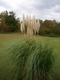 Free Stock Photo of Cattails in the field