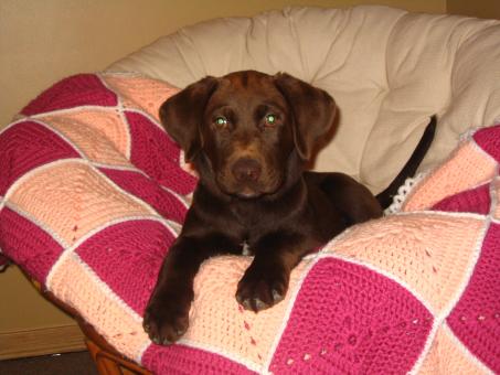 Free Stock Photo of Chocolate Lab