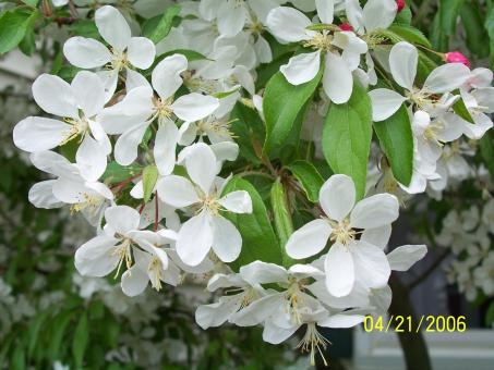 Free Stock Photo of Flowering crab apple tree