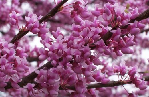 Free Stock Photo of Red Bud Tree in full Bloom