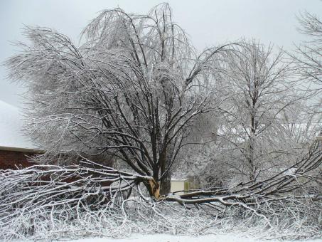 Free Stock Photo of Broken Tree