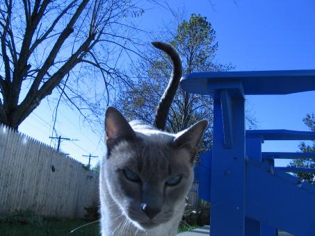 Free Stock Photo of Blue Cat