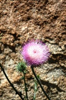 Free Stock Photo of Flower