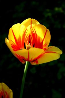 Free Stock Photo of Morning Tulip