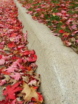 Free Stock Photo of Leaves On A Curb
