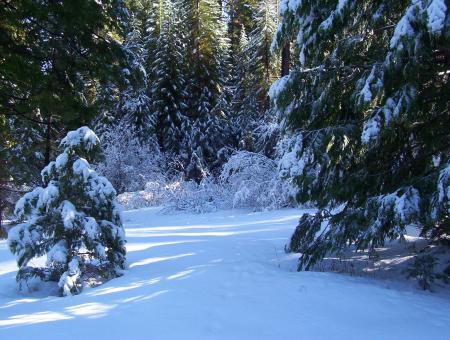 Free Stock Photo of Snow Covered Trees