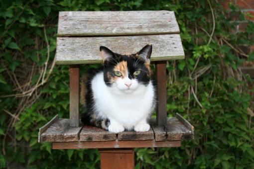 Free Stock Photo of Cat in Birdhouse