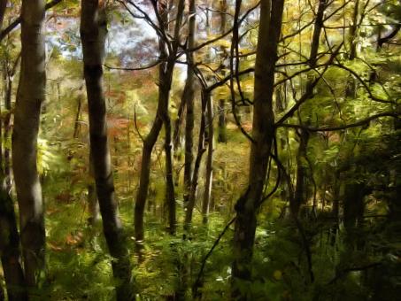 Free Stock Photo of The Woods