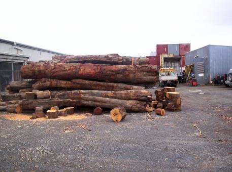 Free Stock Photo of Eucalyptus Logs
