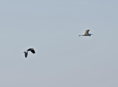 Free Stock Photo of Chase of the Herons