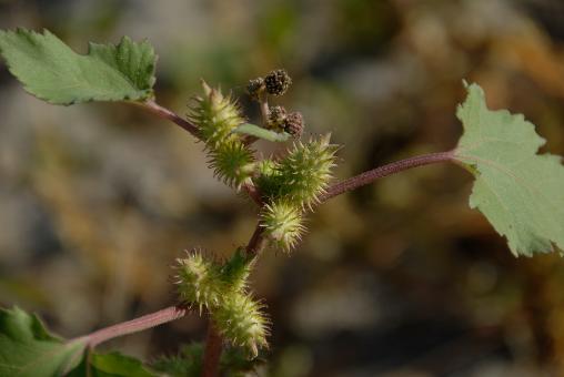 Free Stock Photo of Thistles