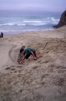 Free Stock Photo of Footpath in the sand