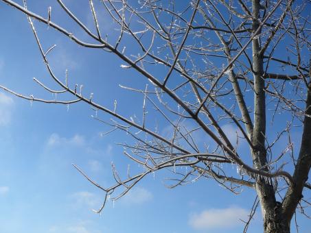Free Stock Photo of Big Icy Tree