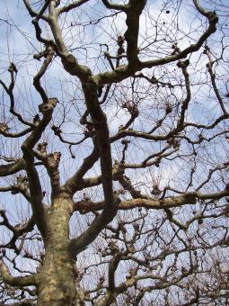 Free Stock Photo of Play of branches II