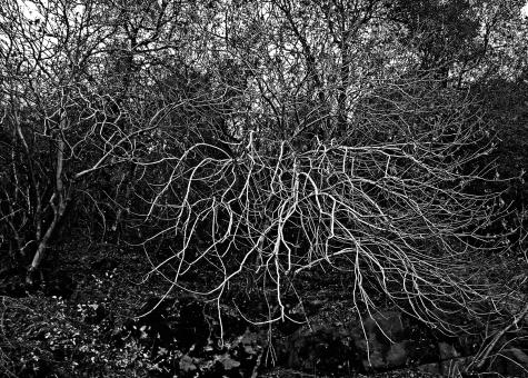 Free Stock Photo of Stripped by Fall