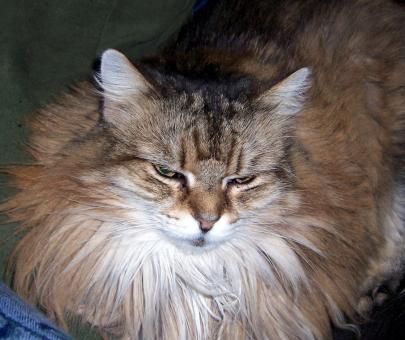 Free Stock Photo of MISTY