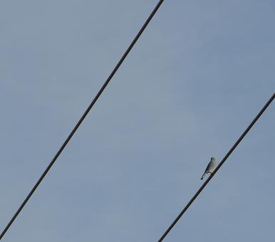 Free Stock Photo of Blue Bird on a Wire